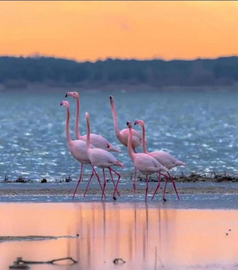 Le Soupir Des Palmiers. Ideal Couple, Piscine, Mer La Grande Motte Dış mekan fotoğraf